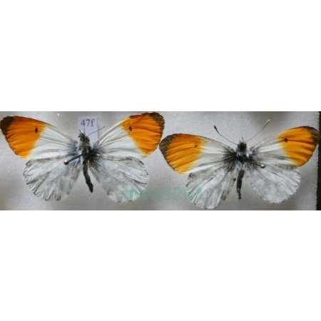 Anthocharis cardamines (Linnaeus, 1758) 2xmale Zorzynek rzeżuchowiec Czech47f